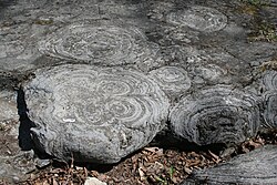 Fossilized stromatolites in the Hoyt Limestone (Cambrian) exposed at Lester Park, near Saratoga Springs, New York