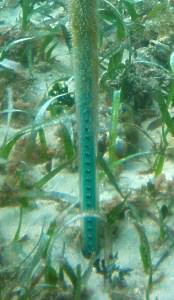 A sensor for measuring siltation in situ.
