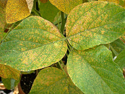 A leaf affected by Soybean rust