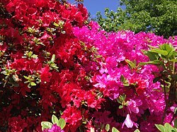 Azaleas, New Jersey, US