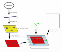 Northern blot diagram