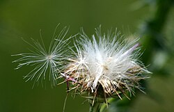 Thistledown, a method of seed dispersal by wind. The tiny seeds are a favourite of goldfinches and some other small birds.