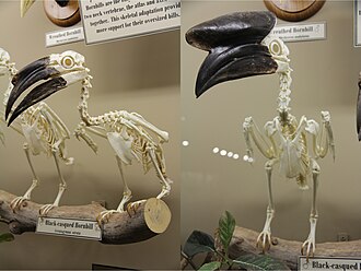 Skeletons of female (left) and Male (right) black-casqued hornbills (Ceratogymna atrata). The difference between the sexes is apparent in the casque on the top of their bill. This pair is on display at the Museum of Osteology.