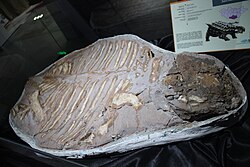 Skeleton in Central Museum of Mongolian Dinosaurs