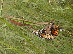 Chinese mantis feeding on a monarch butterfly. The species also feeds on monarch caterpillars, being resistant to their toxins and gutting them before consumption to remove most of the toxins.[161]