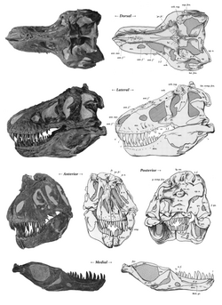 Skull of specimen AMNH 5027 with labelled diagrams in dorsal, lateral, anterior, posterior, and medial (lower jaw) views