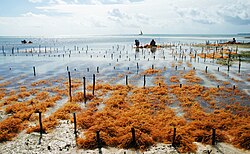 A seaweed farm in Uroa, Zanzibar