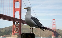 A western gull in front of the Golden Gate Bridge in San Francisco