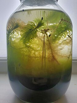 An aquatic closed biotope containing egeria densa and thick algal mats, a number of unidentified aquatic snails can be seen living on the glass.