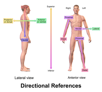 Anatomical directional reference