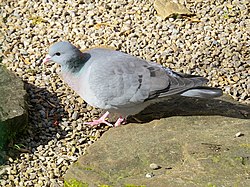 Columba oenas, the stock dove, is the type species of the genus Columba.