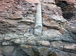 Ancient in situ lycopsid, probably Sigillaria, with attached stigmarian roots, Joggins Formation, Canada