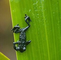 A tiny, dark-colored frog on a leaf