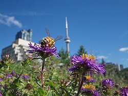 Honey bee in Toronto