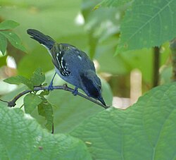 A variable antshrike gleaning insects from foliage