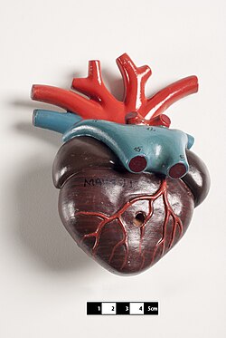 Didactic model of an amphibian heart.