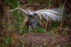 Superb lyrebird in courtship display