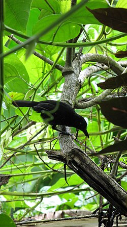 The black-hooded antshrike is a relatively sluggish species usually found singly or in pairs. Here a male feeds on a caterpillar.