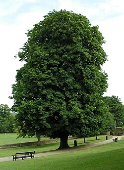 Aesculus hippocastanum, native to Greece and the Balkan peninsula, has been introduced across most of Europe and parts of North America as an ornamental plant.[38]