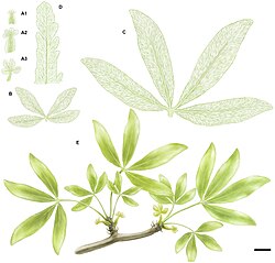 Life restoration of the stem and leaves of a member of the extinct seed plant order Caytoniales, a group which reached its apex of abundance during the Jurassic, and which may be closely related to living flowering plants.