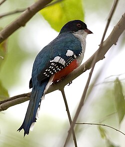 The Cuban trogon is the island's national bird. Its white, red and blue feathers match those of the Cuban flag.