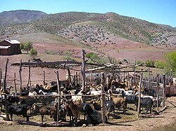 Penned goats in an overgrazed landscape (Norte Chico, Chile)