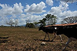 Aftermath of deforestation processes due to cattle ranching purposes in the region of Honduras