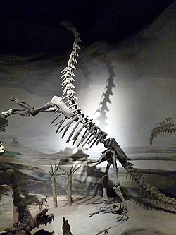 Mounted rearing skeleton of Epachthosaurus