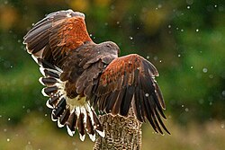 Harris's hawk used in falconry