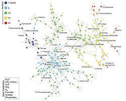 This is a phosphorus-dependent metabolic network.