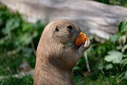A large area with fertile soil is a good habitat for prairie dogs.