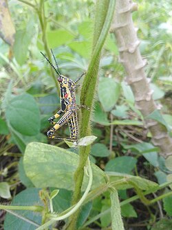 Grasshoppers, here on cassava in Nigeria, are secondary pests of cassava.[42]