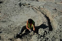 Excavation of titanosaur fossils at the Lo Hueco fossil site in Spain