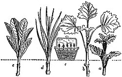 Cuttings from a variety of plants.