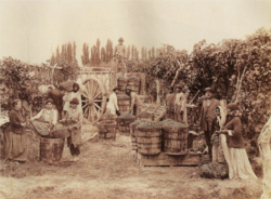 Mendoza grape harvest, circa 1890
