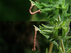 A geometrid caterpillar or inchworm