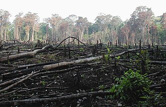 A forest burned for agriculture in southern Mexico.