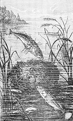 The stickleback glues plant material to make its nest