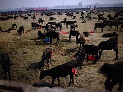 Gadhimai festival