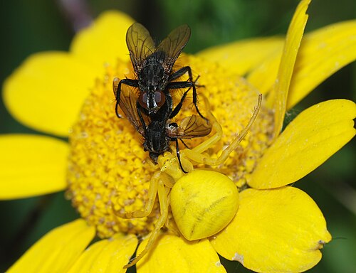 A camouflaged female goldenrod crab spider (Misumena vatia) ambushing the female of a pair of mating flies