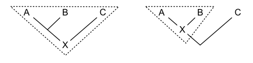 The clade shown by the dashed lines in each figure is specified by the ancestor X. Using the hypothesis that the relationships are as in the left tree diagram, the clade includes X, A, B and C. Using the hypothesis that the relationships are as in the right tree diagram, the clade includes X, A and B.