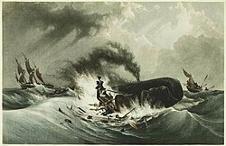 Depiction of baleen whaling, 1840
