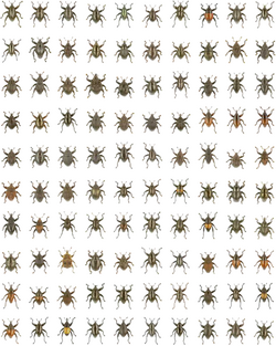 These 100 Trigonopterus species were described simultaneously using DNA barcoding.