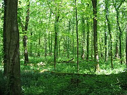 Forest at Otter Creek Outdoor Recreation Area, Meade County, Kentucky