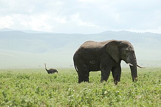 The African bush elephant (foreground), Earth's largest extant land animal, and the Masai ostrich (background), one of Earth's largest extant birds