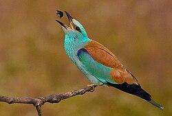 The common european roller.