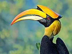Close-up of great hornbill