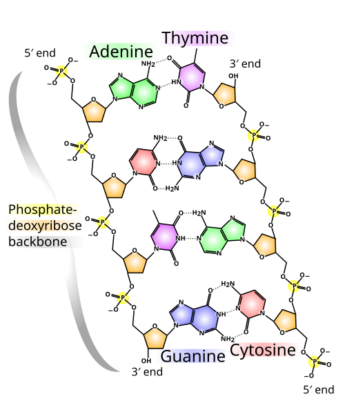 Chemical structure of DNA; hydrogen bonds shown as dotted lines. Each end of the double helix has an exposed 5' phosphate on one strand and an exposed 3′ hydroxyl group (—OH) on the other.