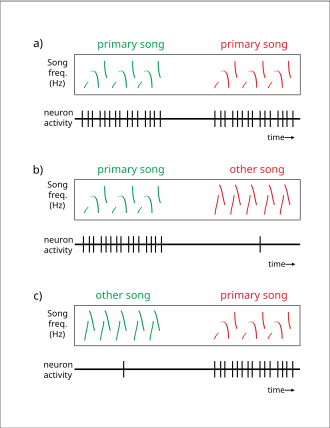 Song selectivity in HVCx neurons: neuron activity in response to calls heard (green) and calls produced (red). a. Neurons fire when the primary song type is either heard or sung. b, c. Neurons do not fire in response to the other song type, regardless of whether it is heard or sung.[106]