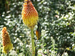 Both the orange-breasted sunbird (Anthobaphes violacea) and the Kniphofia uvaria plant it feeds on are found exclusively in South Africa.